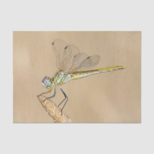 Papier Mousseline Tissu Libellule Skimmer Femelle Insecte (CC BY 4.0