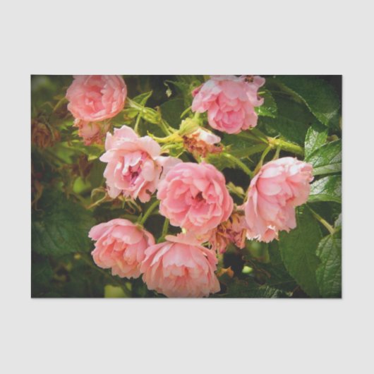 Papier Mousseline Tissu montant de cadeau de roses (Recto)