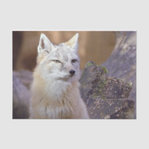 Papier Mousseline Tissu papier Corsac Fox