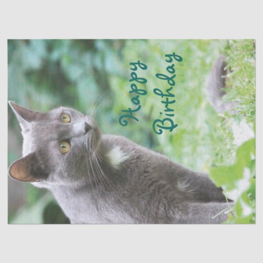 Papier Mousseline Tissue de chat (Recto)