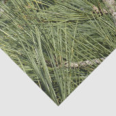 Papier Mousseline Torrey Pine Closeup California Botanical (Détail)