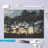 Papier Mousseline Torrey Pine Sunset II Californie Paysage (Artisanat)