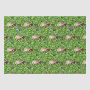 Papier Mousseline Tortue