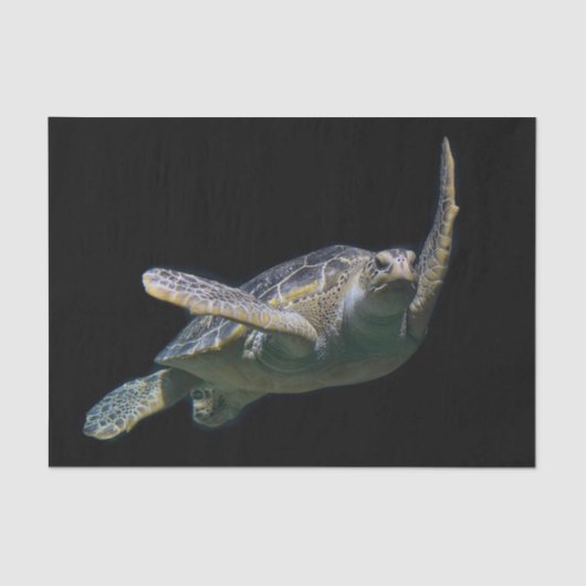 Papier Mousseline Tortue natation (Recto)