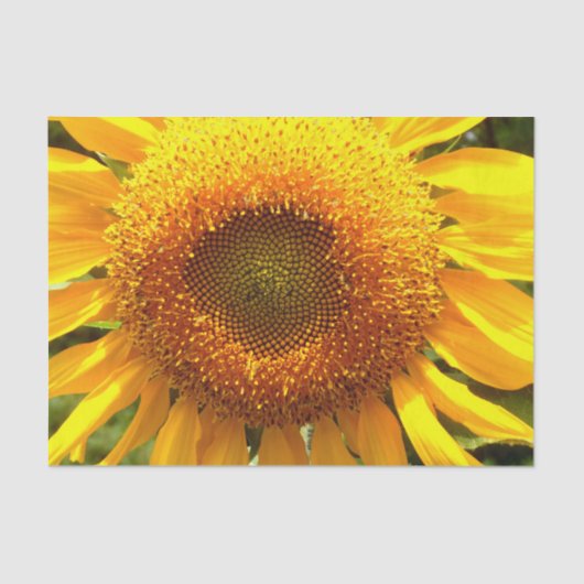 Papier Mousseline Tournesol de mammouth jaune géant (Recto)