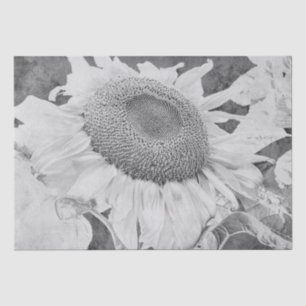 Papier Mousseline Tournesol Vintage Gris Blanc Texture Antique