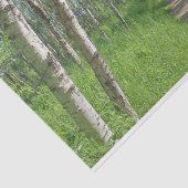 Papier Mousseline Trail Trough Aspens (Détail)