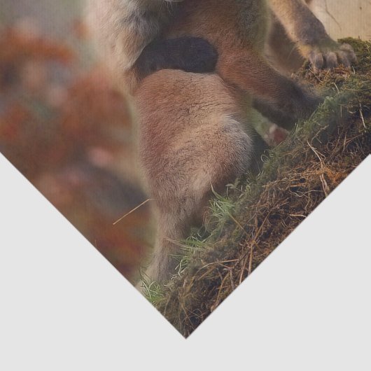 Papier Mousseline Triplets Foxy (Détail)