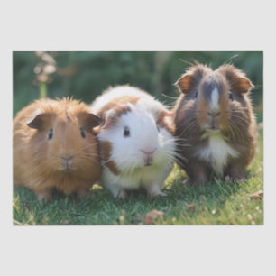 Papier Mousseline Trois bébés cochons de Guinée,