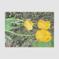 Trois Tulipes Jaunes /