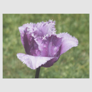 Papier Mousseline Tulipe à franges pourpres