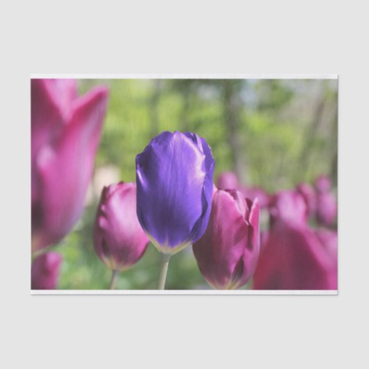 Papier Mousseline Tulipe pourpre simple (Recto)