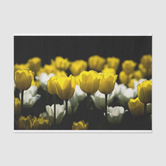 Papier Mousseline Tulipes Jaune Et Blanc (Recto)