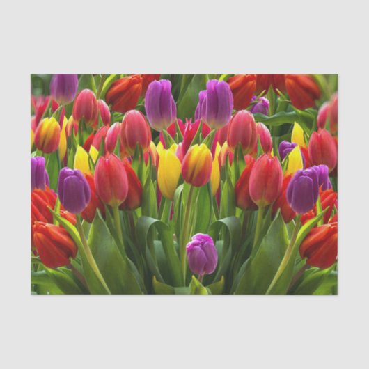 Papier Mousseline Tulipes lumineuses (Recto)