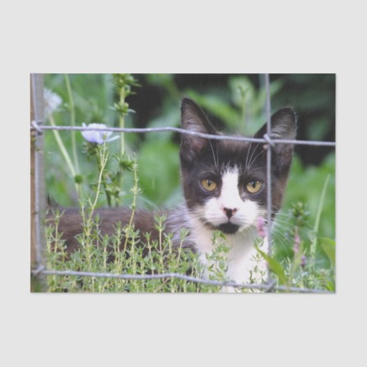 Papier Mousseline Tuxedo Kitten dans le jardin (Recto)