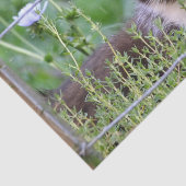Papier Mousseline Tuxedo Kitten dans le jardin (Détail)