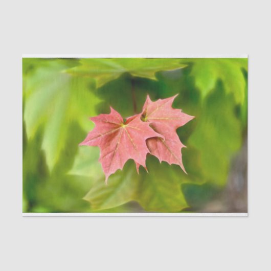 Papier Mousseline Two maple leaves (Recto)