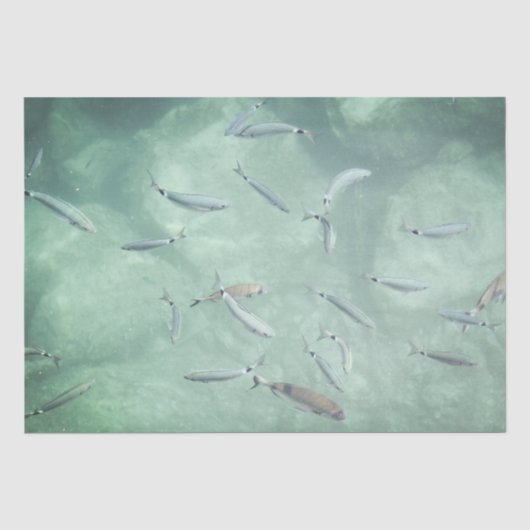 Papier Mousseline Un banc de poissons (Recto)