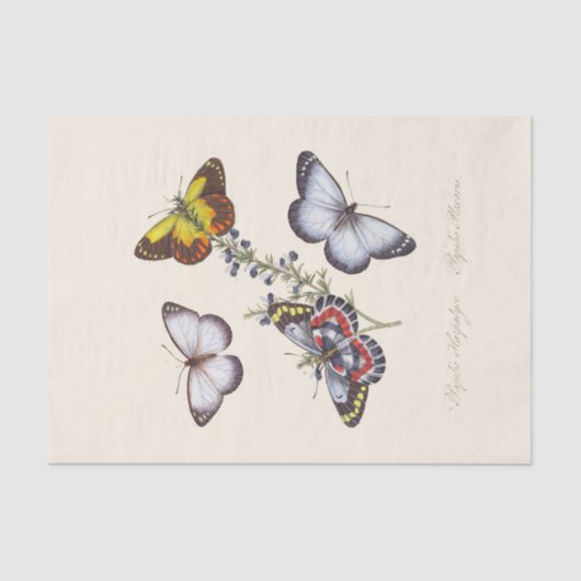 Papier Mousseline Un exemple de l'histoire naturelle des insectes (Recto)