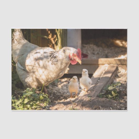 Papier Mousseline Une Mère Poulet Avec Ses Enfants (Recto)