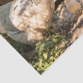 Papier Mousseline Une Mère Poulet Avec Ses Enfants (Détail)