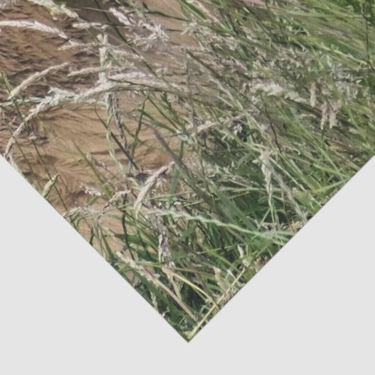 PAPIER MOUSSELINE VACHE (Détail)