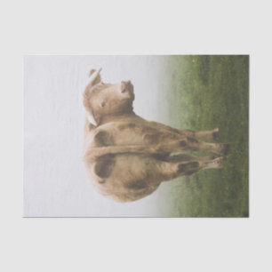 Papier Mousseline Vache blanche Taureau regardant en arrière dans un