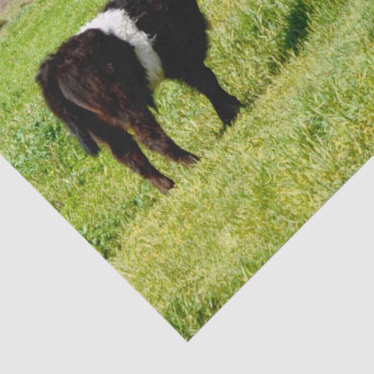 Papier Mousseline Vache Galloway, Papier Tissu (Détail)