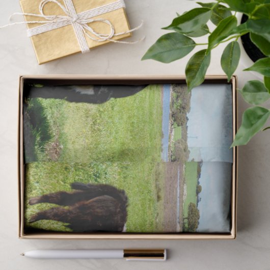 Papier Mousseline Vache Galloway, Papier Tissu (Cadeau)