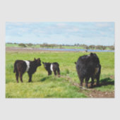 Papier Mousseline Vache Galloway, Papier Tissu (Recto)