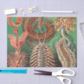 Papier Mousseline Vers, Annelids Chaetopoda par Ernst Haeckel (Artisanat)