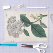 Papier Mousseline Viburnum Botanique Gold Dragonfly White Flower (Artisanat)