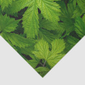 Papier Mousseline Vignes vertes (Détail)