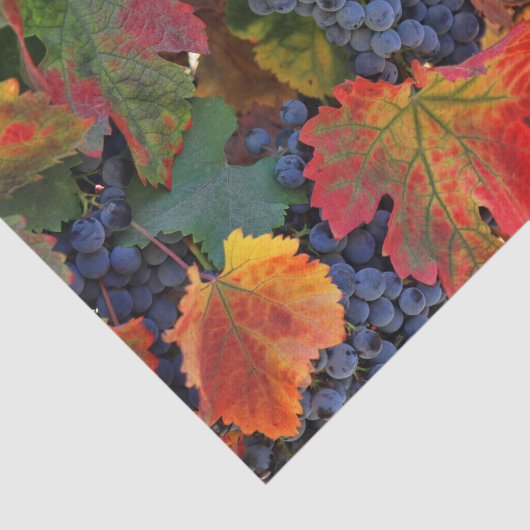 Papier Mousseline Vignoble étonnant (Détail)