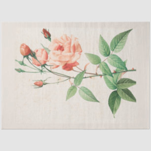 Papier Mousseline Vintage Botanique Moderne Populaire Floral