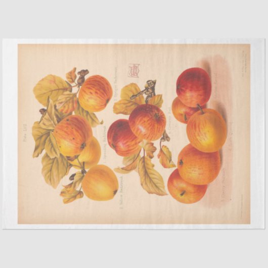 Papier Mousseline Vintage Ephémère Découpage Pommes d'automne (Recto)