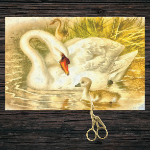 Papier Mousseline Vintage Mère Swan bébé Cygnet Aquarelle Look