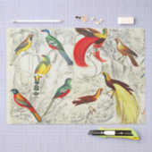 Papier Mousseline Vintages oiseaux tropicaux du paradis Découpage (Artisanat)