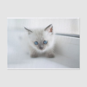 Papier Mousseline Vous aimez : Kitten blanc perdu avec les yeux bleu