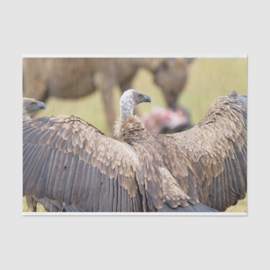 Papier Mousseline Vulture (Recto)