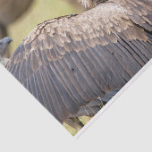 Papier Mousseline Vulture (Détail)