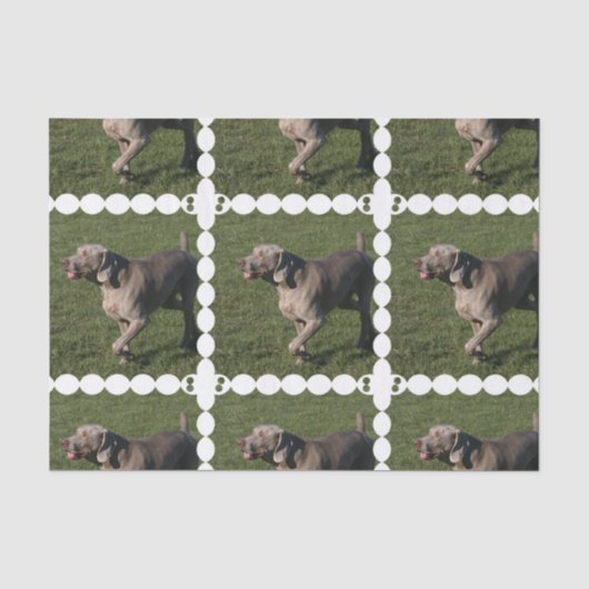 Papier Mousseline weimaraner-6 (Recto)