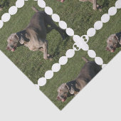 Papier Mousseline weimaraner-6 (Détail)