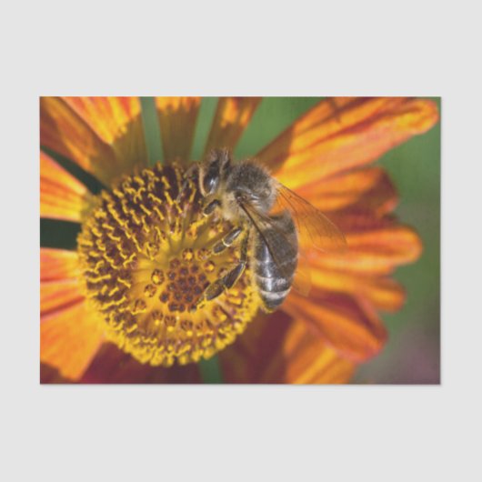 Papier Mousseline Western Honey Bee Macro photo (Recto)