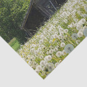 Papier Mousseline White Dandelions Supporting a Tired Looking Barn (Détail)