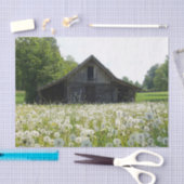 Papier Mousseline White Dandelions Supporting a Tired Looking Barn (Artisanat)