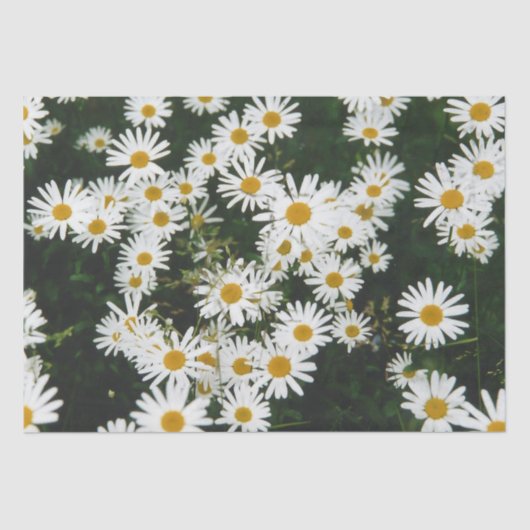 Papier Mousseline White Oxeye Daisy Meadow (Recto)
