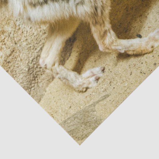 Papier Mousseline Wild Fennec Fox (Détail)