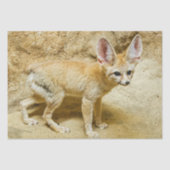 Papier Mousseline Wild Fennec Fox (Recto)
