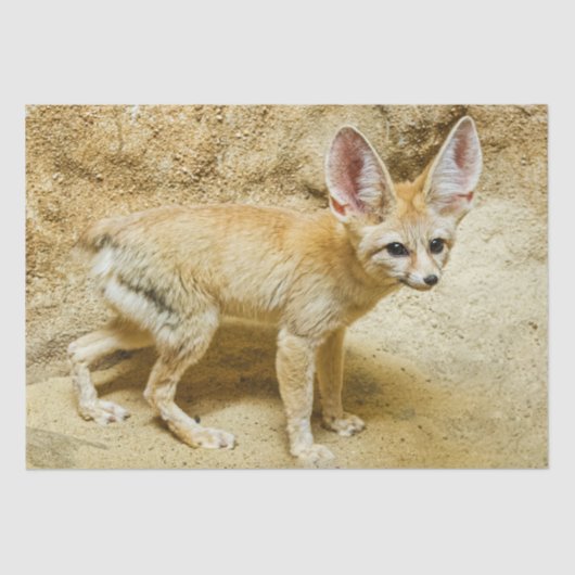 Papier Mousseline Wild Fennec Fox (Recto)